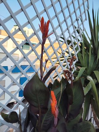 PLANTA NATURAL CANNA MARRON