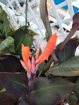 PLANTA NATURAL CANNA MARRON