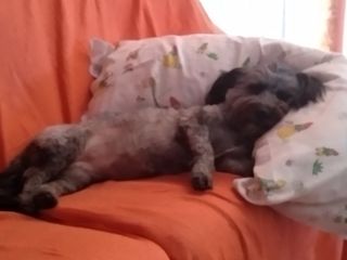 Cuidador Canino - Cuidadora de Perros