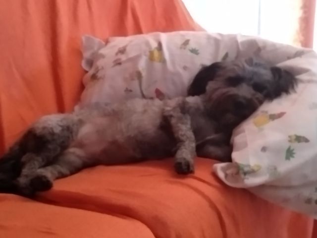 Cuidador Canino - Cuidadora de Perros