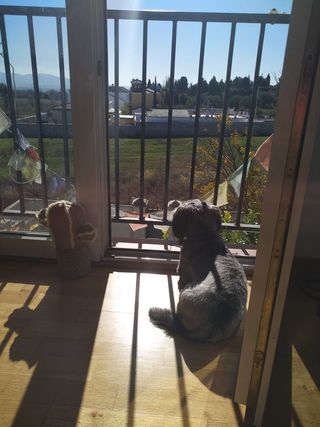 Cuidador Canino - Cuidadora de Perros