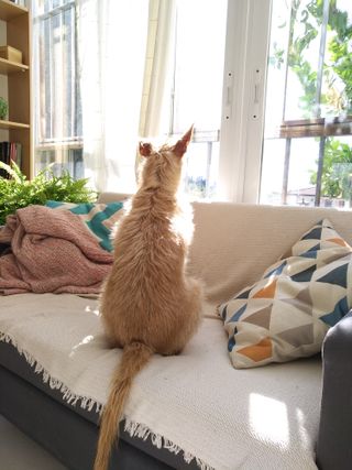 Cuidador Canino - Cuidadora de Perros