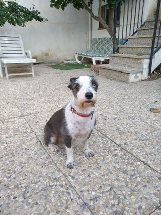 Cuidador Canino - Cuidadora de Perros