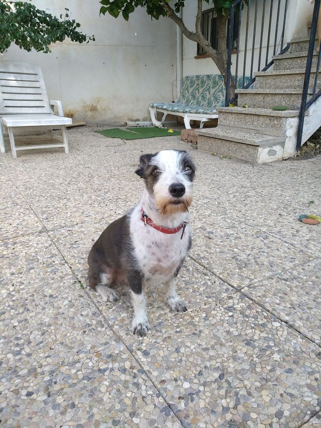 Cuidador Canino - Cuidadora de Perros