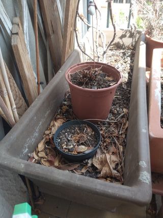 Maceta de barro de estos que pesan