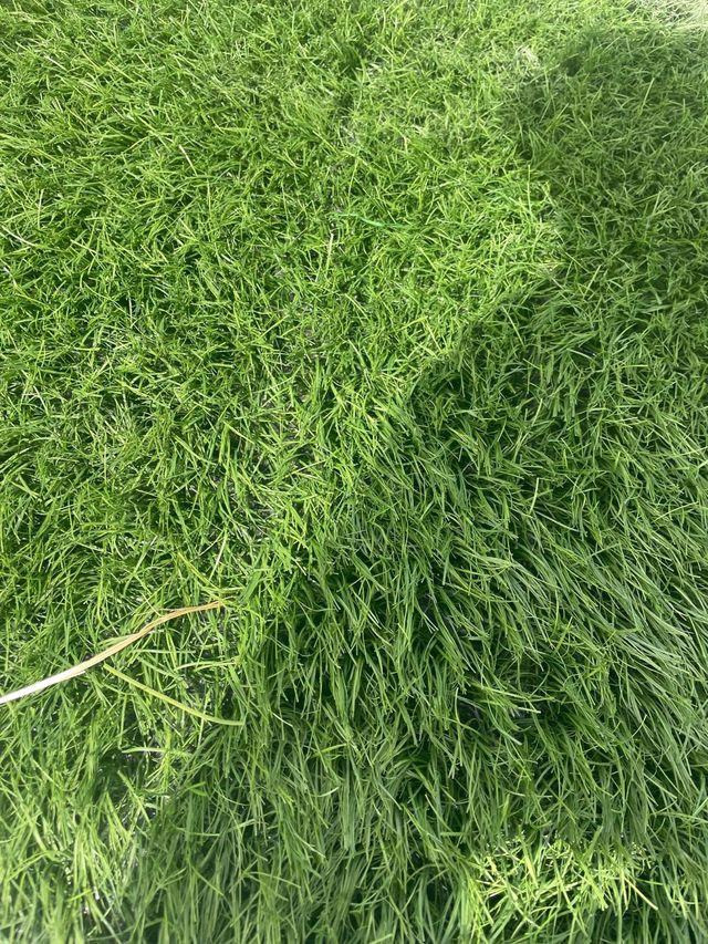 Cespéd artificial reciclado