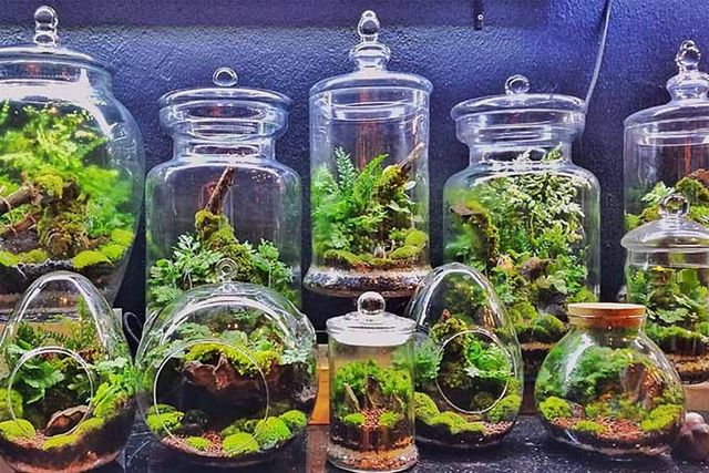 terrarios diseño interiorismo plantas decoracion