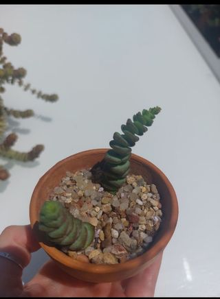 Crassula marneriana