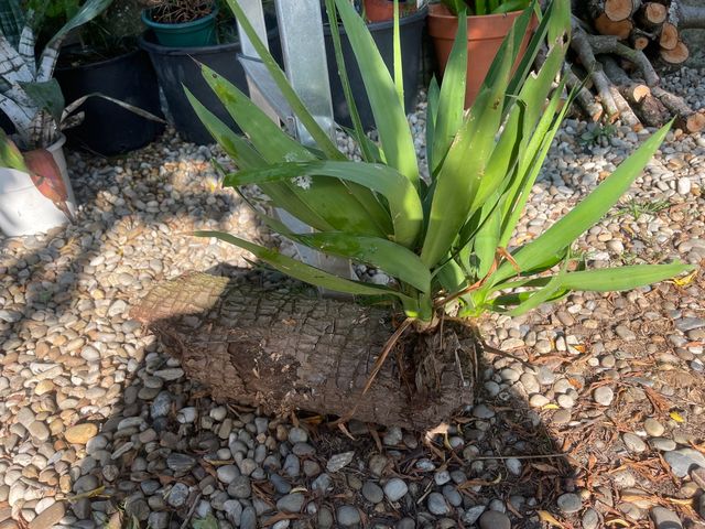 Yuca tiene raiz. se puede plantar asi a tierra