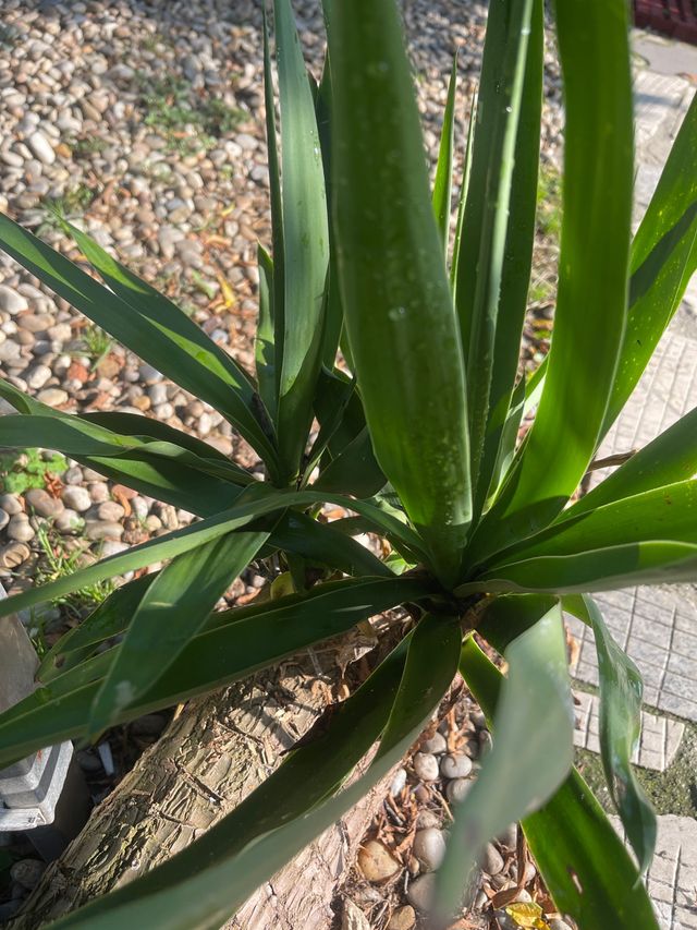 Yuca tiene raiz. se puede plantar asi a tierra