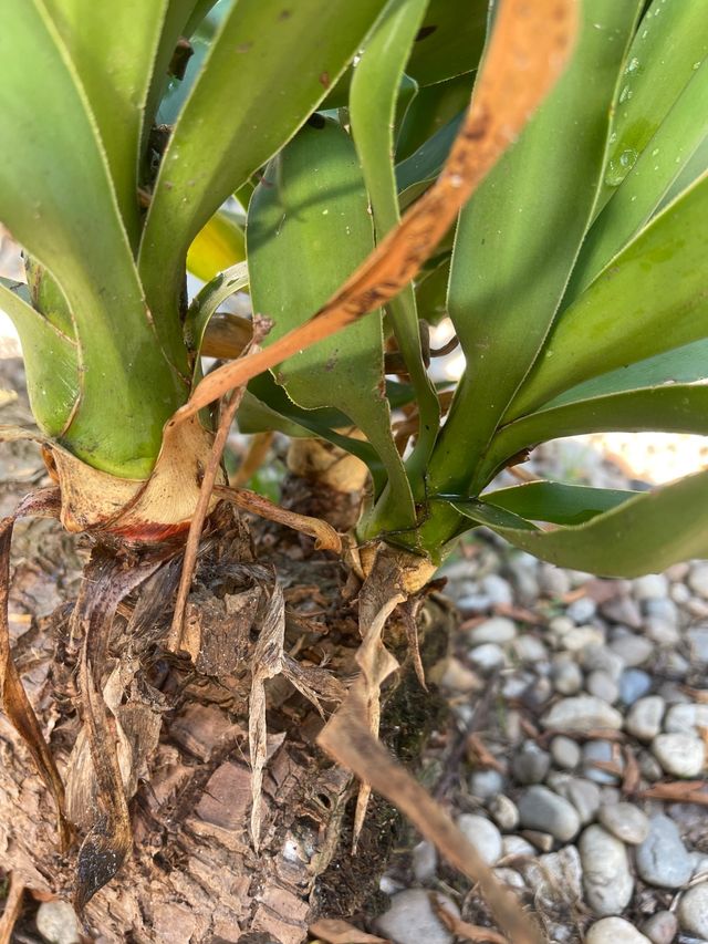 Yuca tiene raiz. se puede plantar asi a tierra