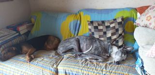 Alojamiento de perros  .