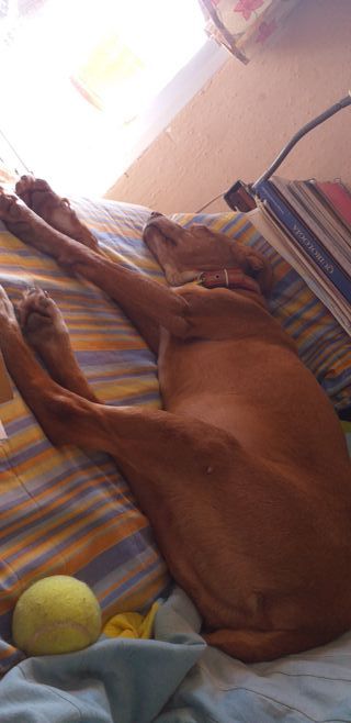 Alojamiento de perros  .