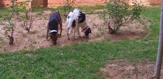 Alojamiento de perros  .