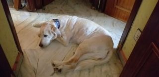 Alojamiento de perros  .