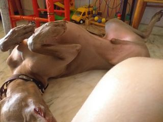 Alojamiento de perros  .