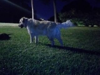 Alojamiento de perros  .