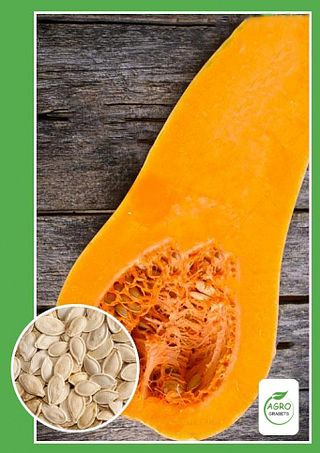 Semillas de calabaza "Postre de Miel"(10 unidades)