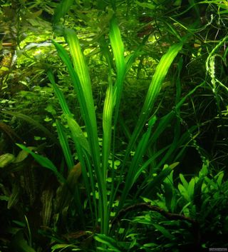 Echinodorus uruguayensis 25 cm