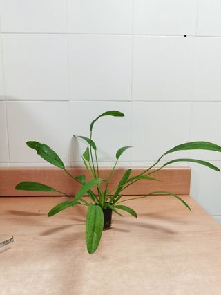 Echinodorus uruguayensis 25 cm