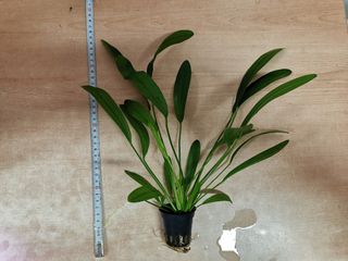 Echinodorus uruguayensis 25 cm