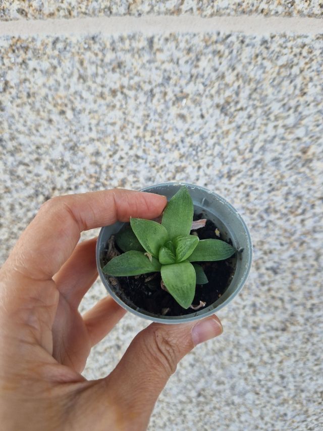 haworthia cymbiformis