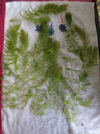 Planta acuario cola de zorro / anubia / sagitaria