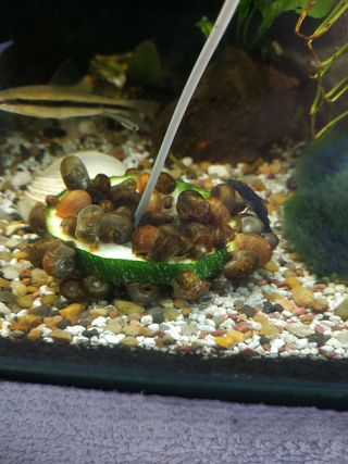 Planta acuario cola de zorro / anubia / sagitaria