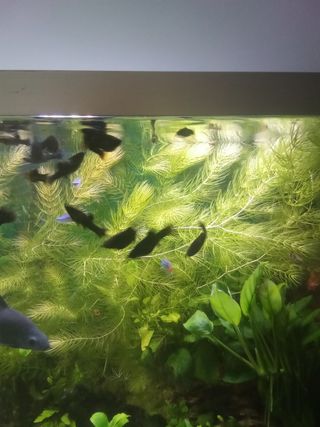 Planta acuario cola de zorro / anubia / sagitaria