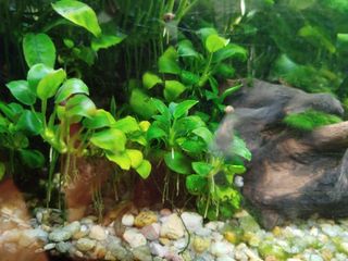 Planta acuario cola de zorro / anubia / sagitaria