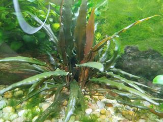 Planta acuario cola de zorro / anubia / sagitaria