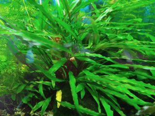Planta acuario cola de zorro / anubia / sagitaria