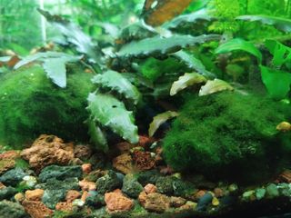 Planta acuario cola de zorro / anubia / sagitaria