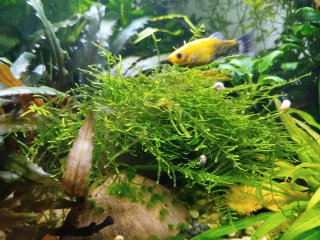 Plantas acuario variadas