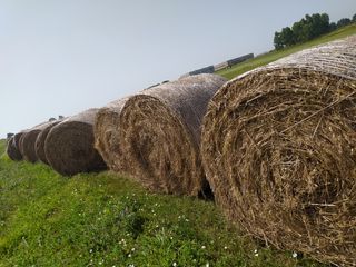 balle di fieno per Animali Zona Latina lazio