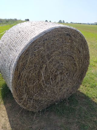balle di fieno per Animali Zona Latina lazio