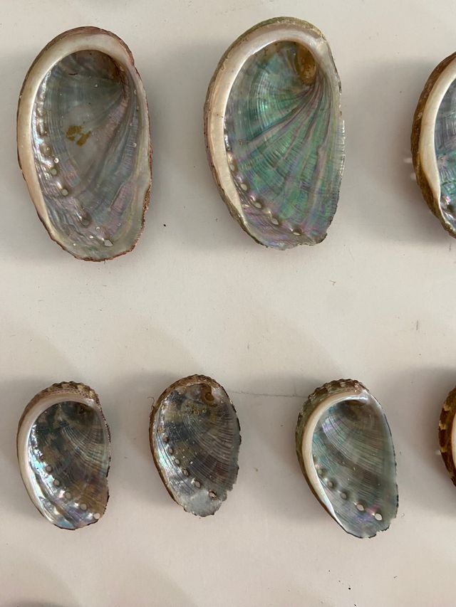 Oreja de mar o Avalon