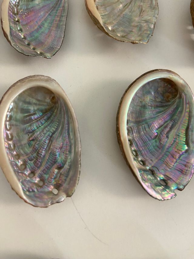 Oreja de mar o Avalon