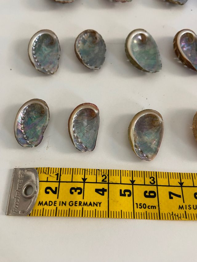 Oreja de mar o Avalon