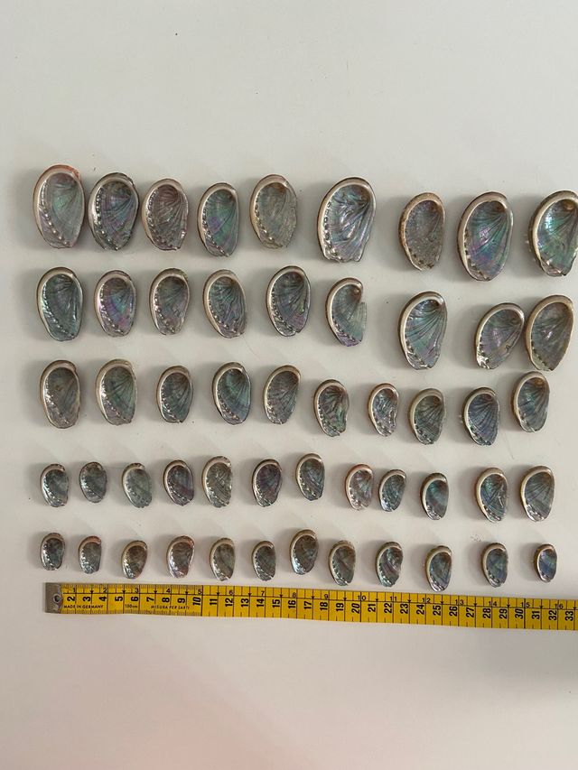 Oreja de mar o Avalon