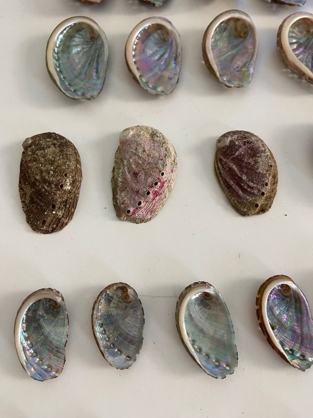 Oreja de mar o Avalon