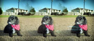Image Tech 3D1000 Camara