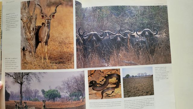 LUANGWA ZAMBIA'S TREASURE