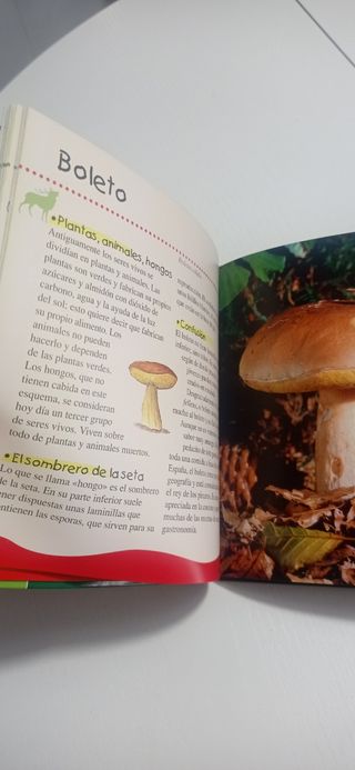 Los niños descubren la naturaleza