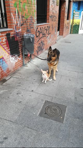 Cuidadora de mascotas en mi casa o en la tuya.
