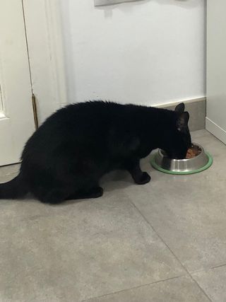 Cuidadora de mascotas en mi casa o en la tuya.