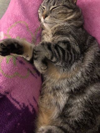 Cuidadora de mascotas en mi casa o en la tuya.