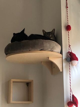 Cuidadora de mascotas en mi casa o en la tuya.
