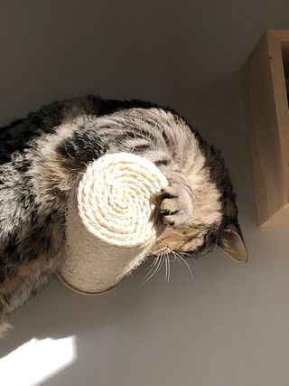 Cuidadora de mascotas en mi casa o en la tuya.