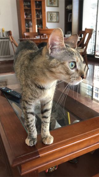 Cuidadora de mascotas en mi casa o en la tuya.